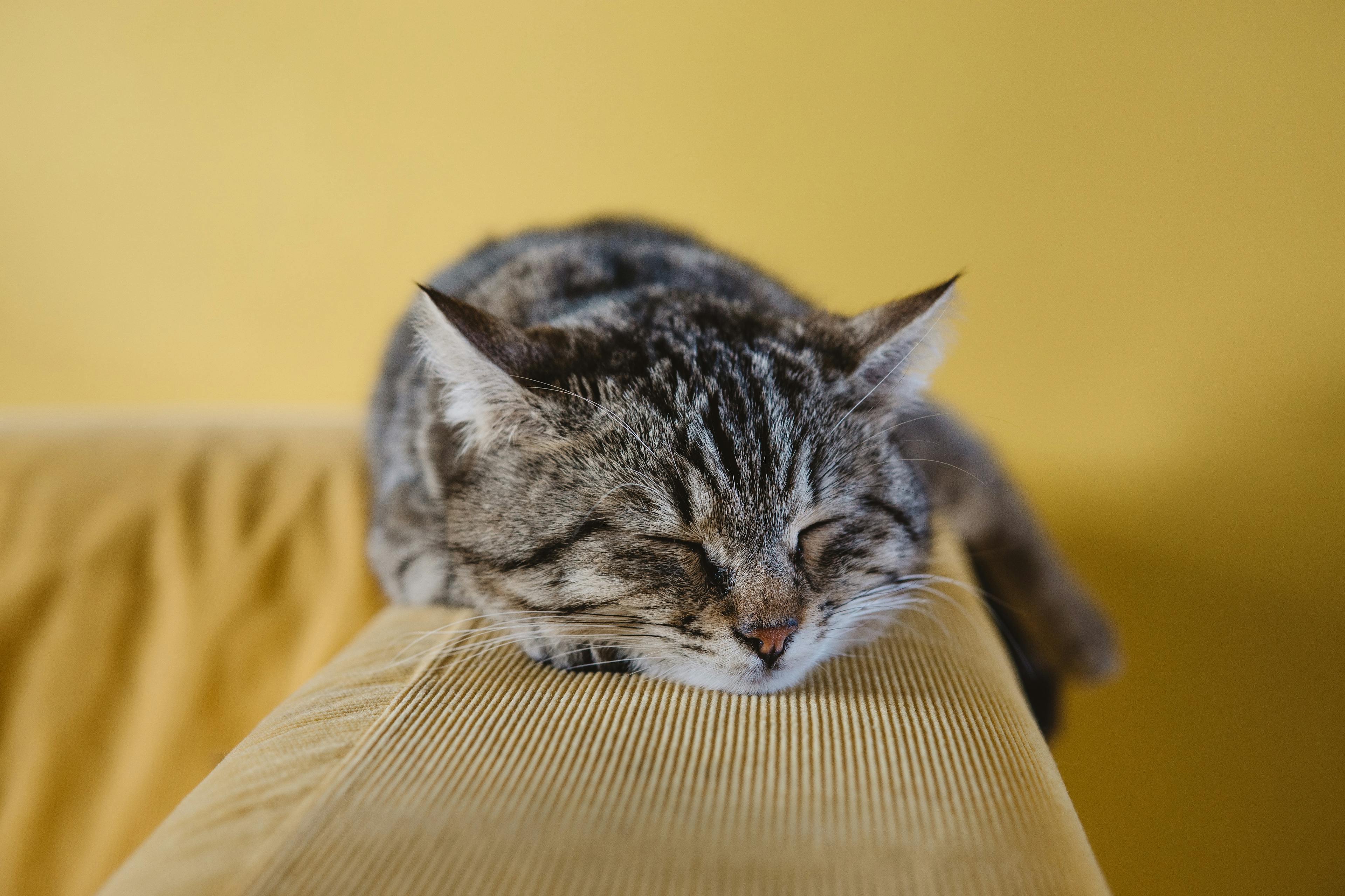 An adorable cat sleeping comfortably. Explore affordable cat insurance options and compare prices to find the perfect coverage for your feline companion's well-being and your peace of mind.
