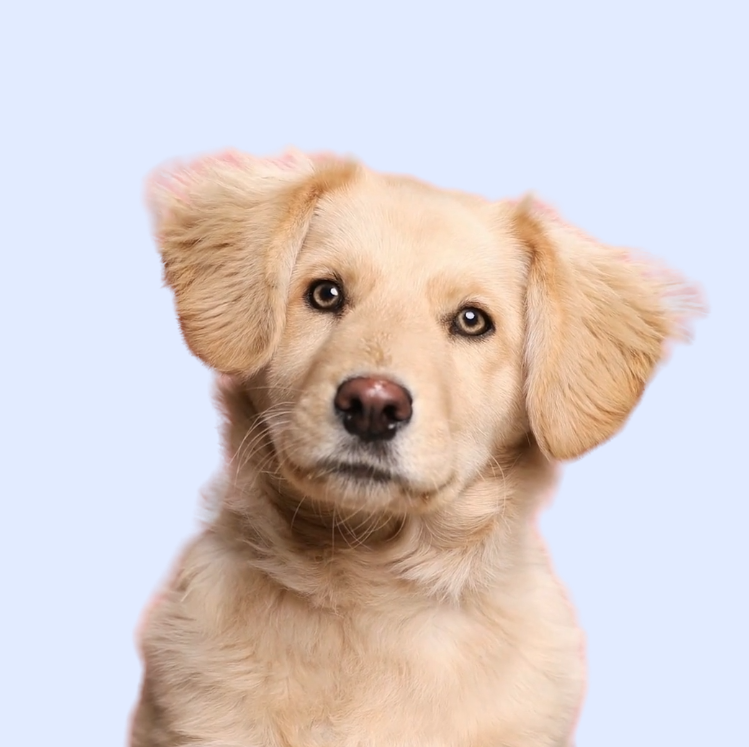 Lassie pet insurance dogs hero 2024