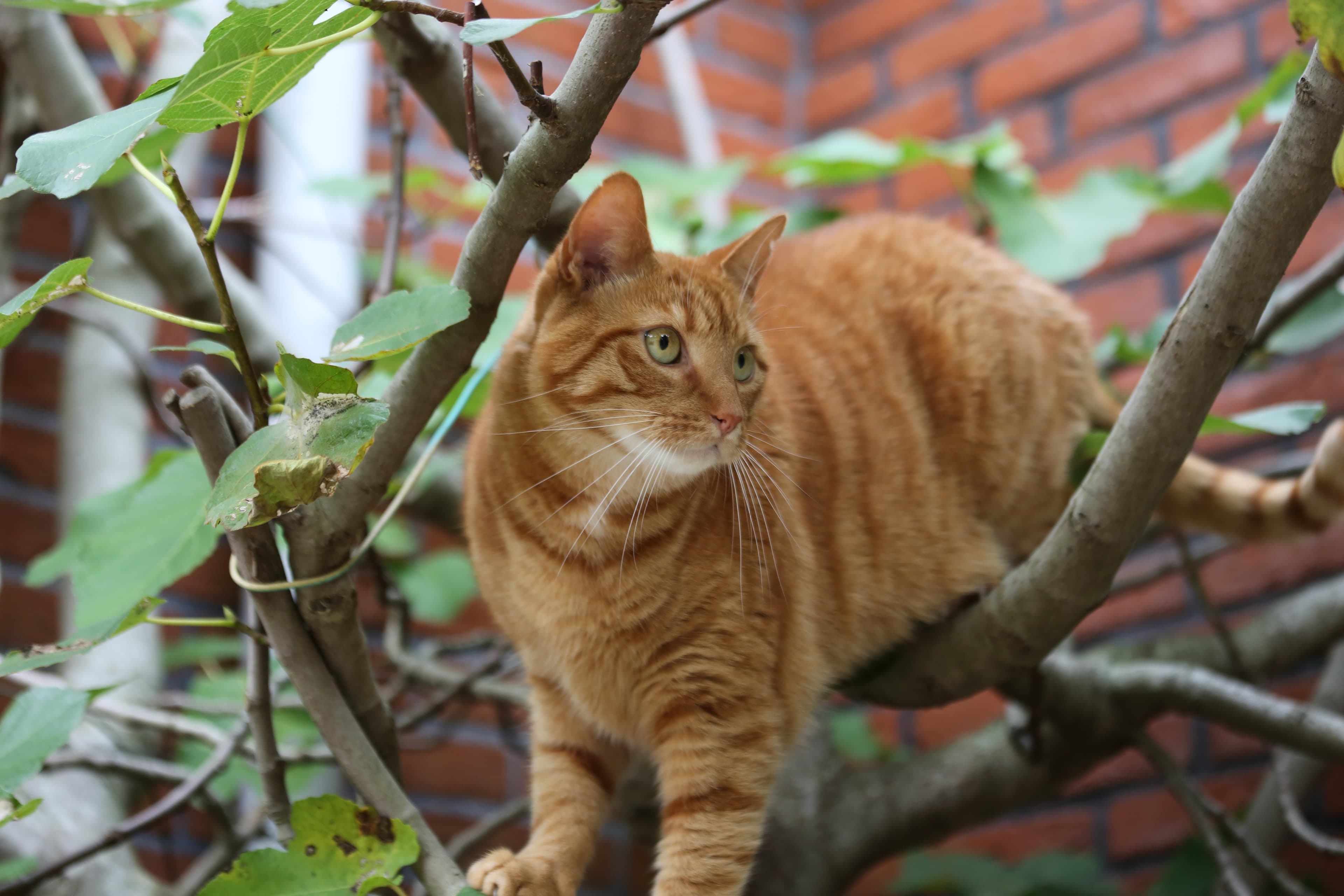 Katt i träd