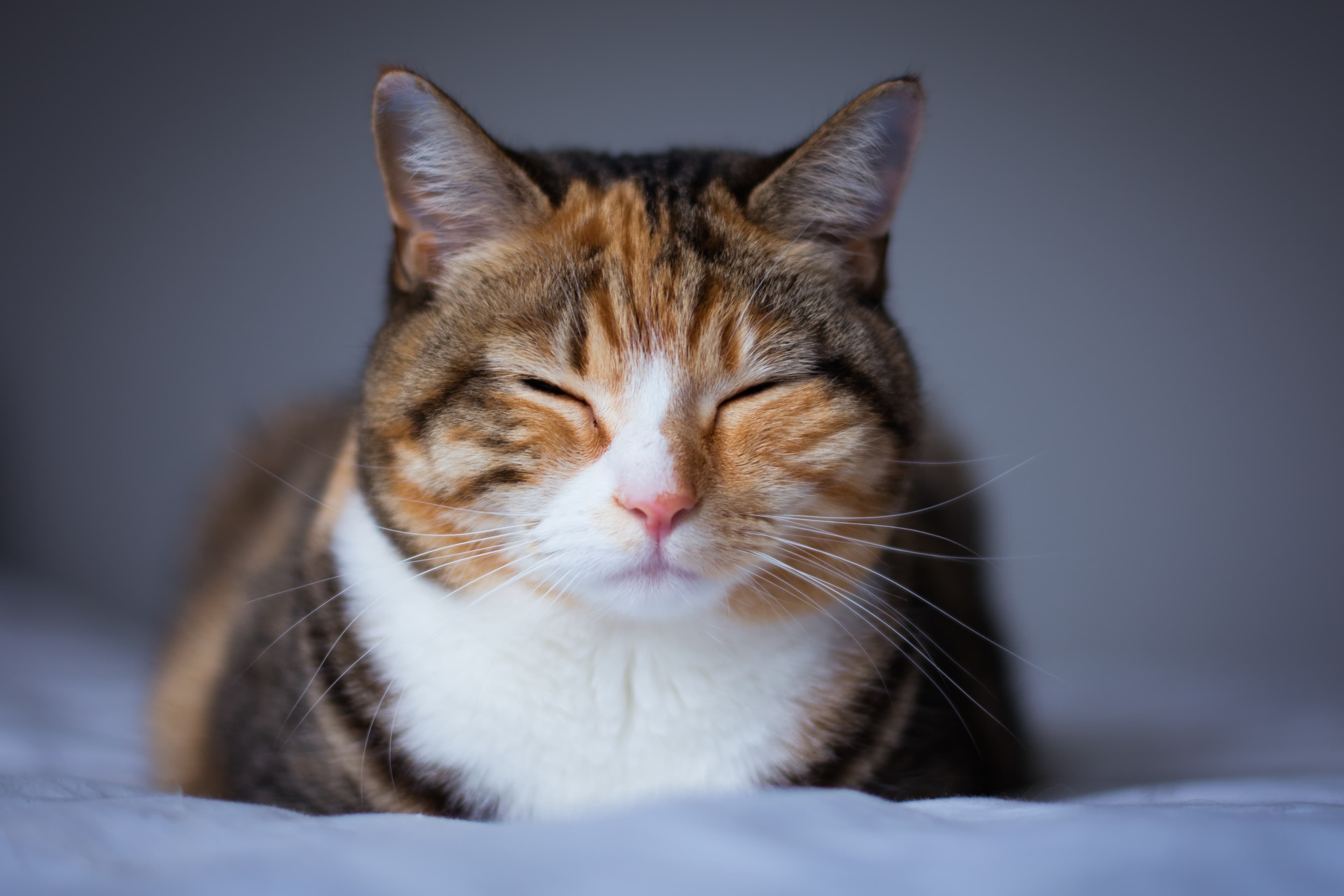 Katt inomhus