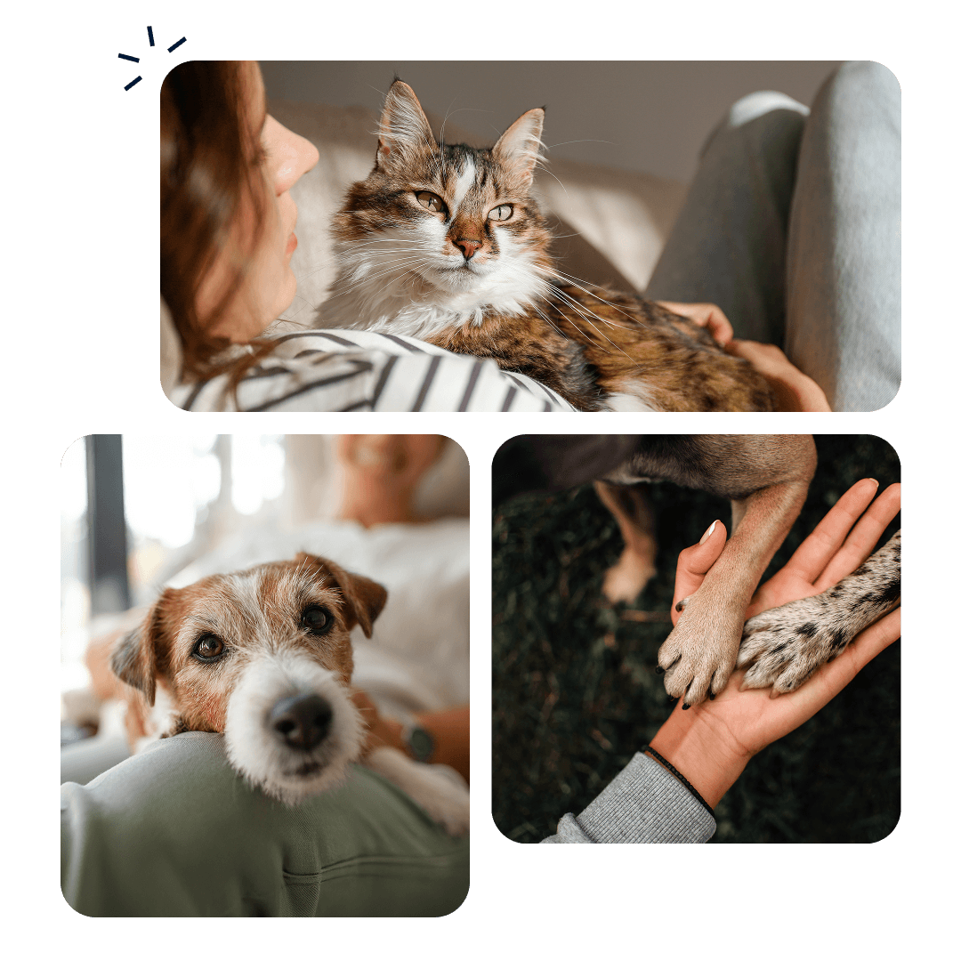 Community Program - 2. What Is the Lassie Ambassador Programme?