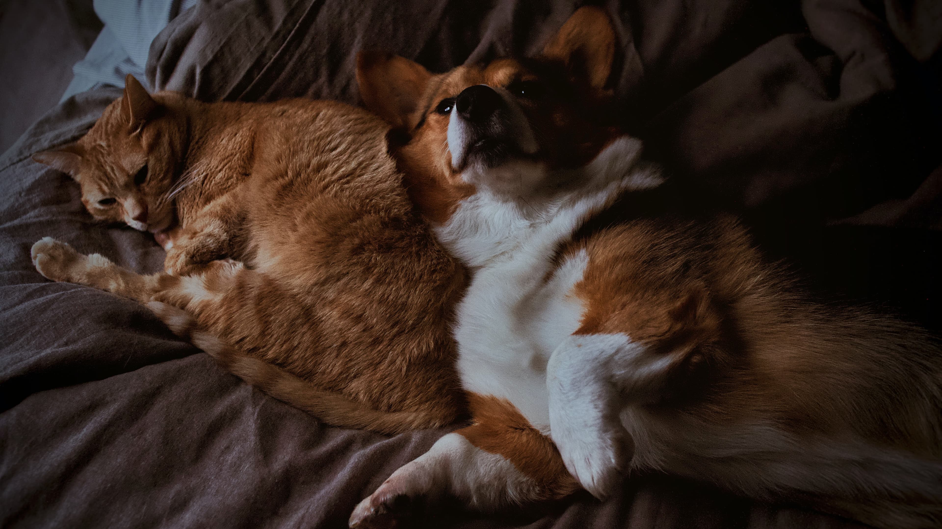 Hund och katt