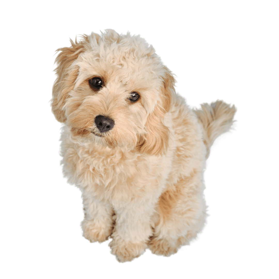 Puppy