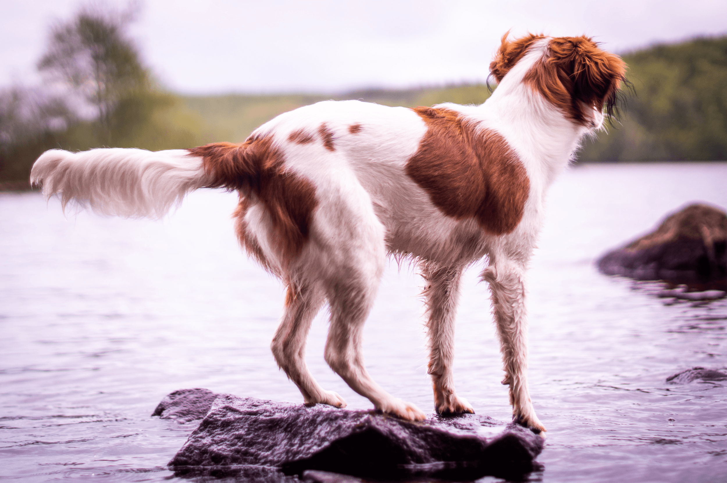 Dog looking out to the water