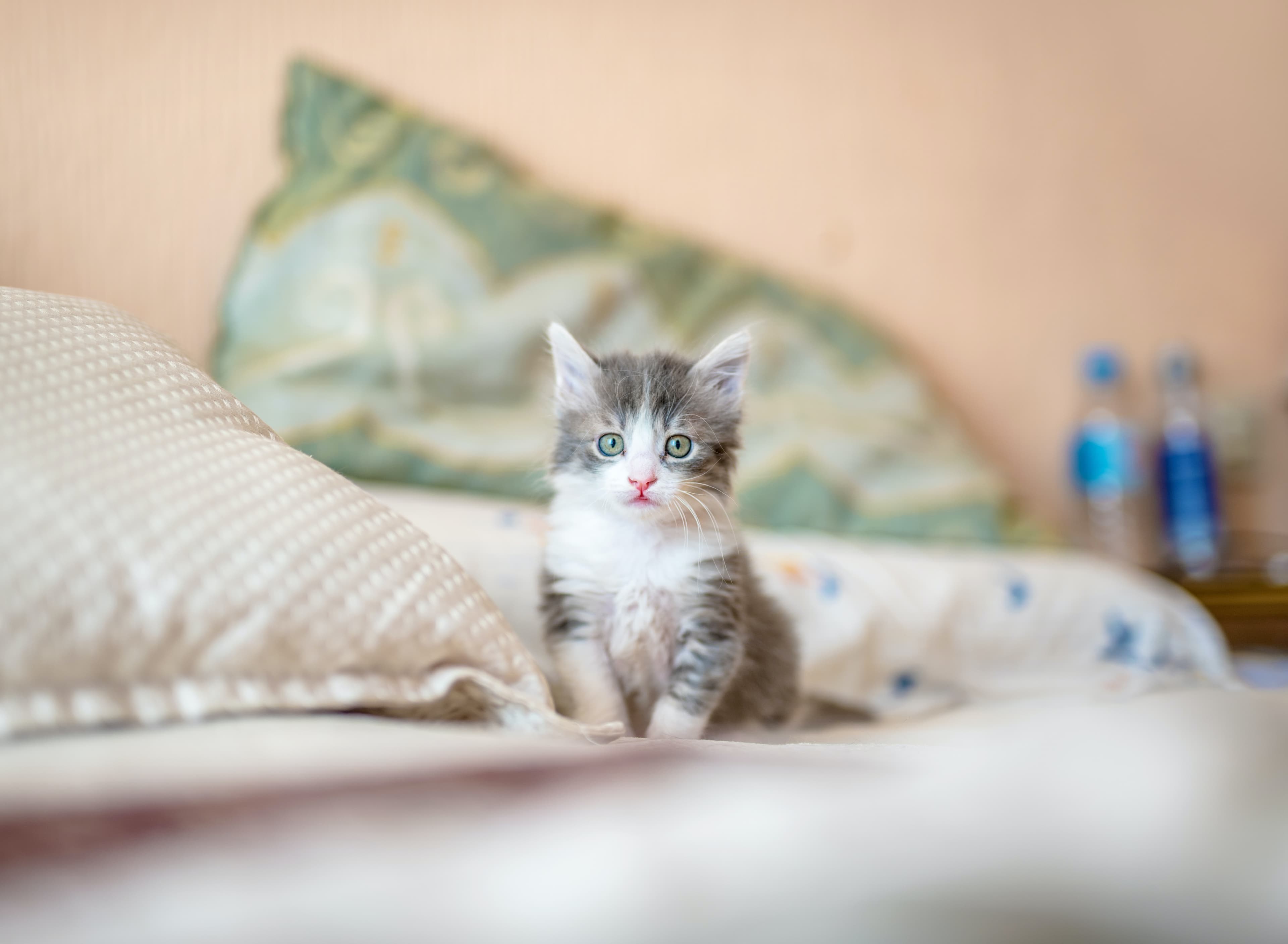Liten kattunge