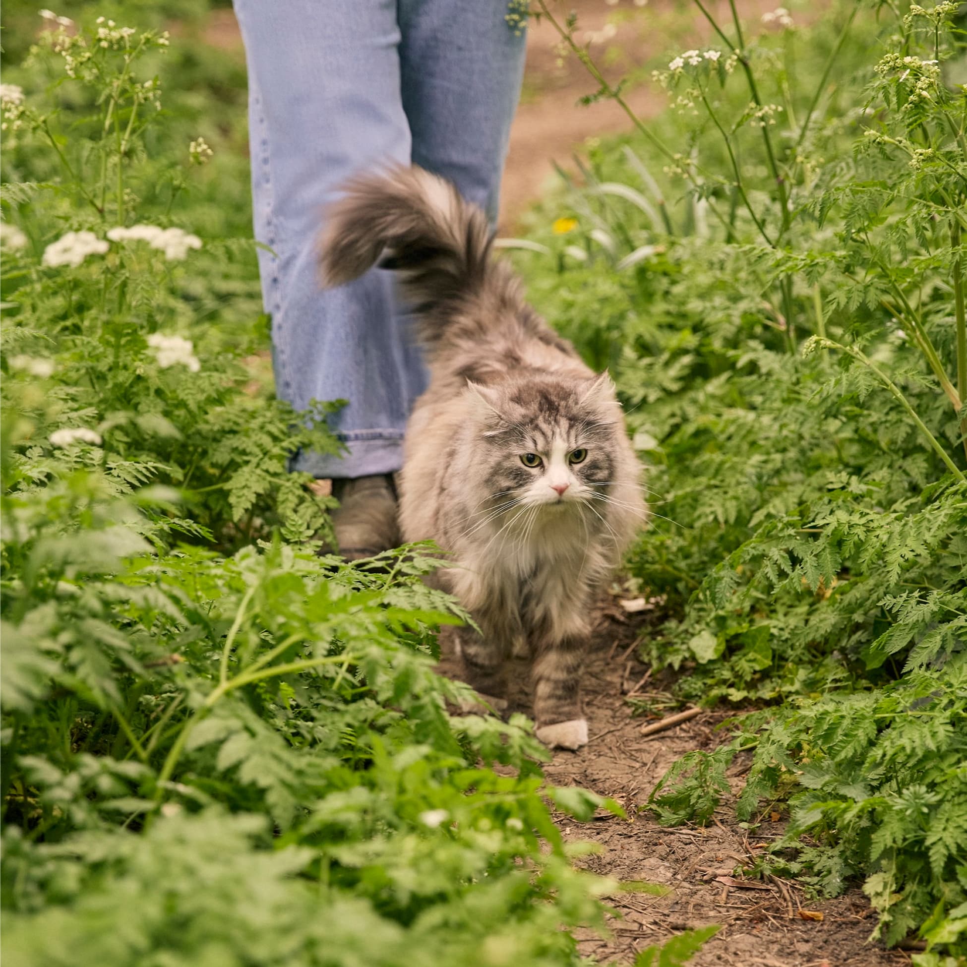 Lassie NEW IMAGES - S11 2008