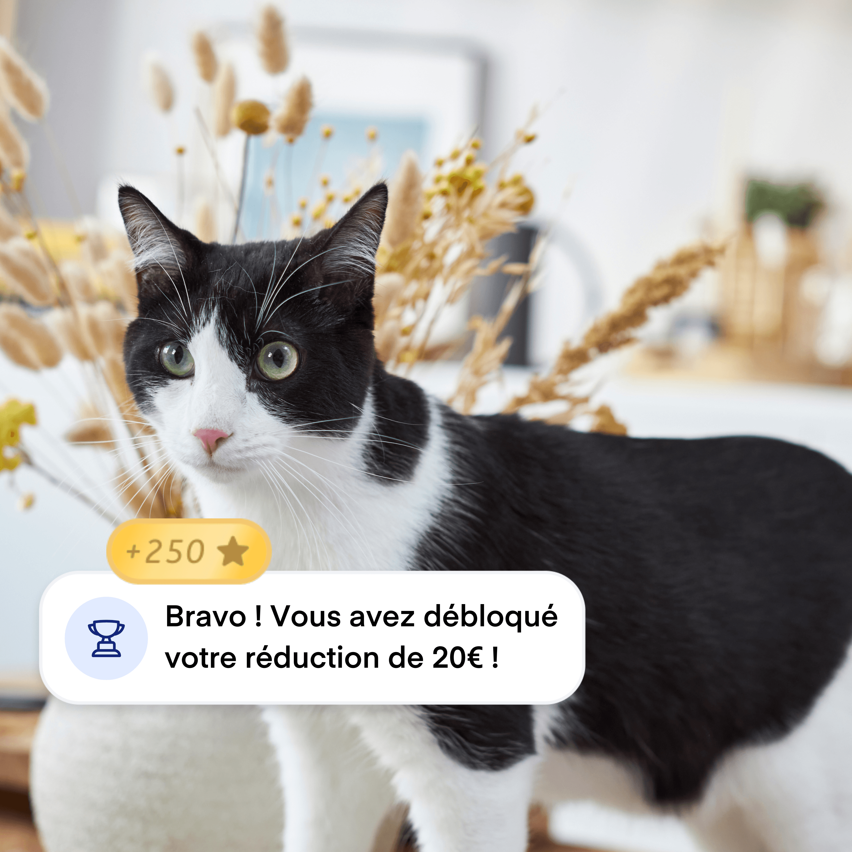 Fra: Cat Bonus points