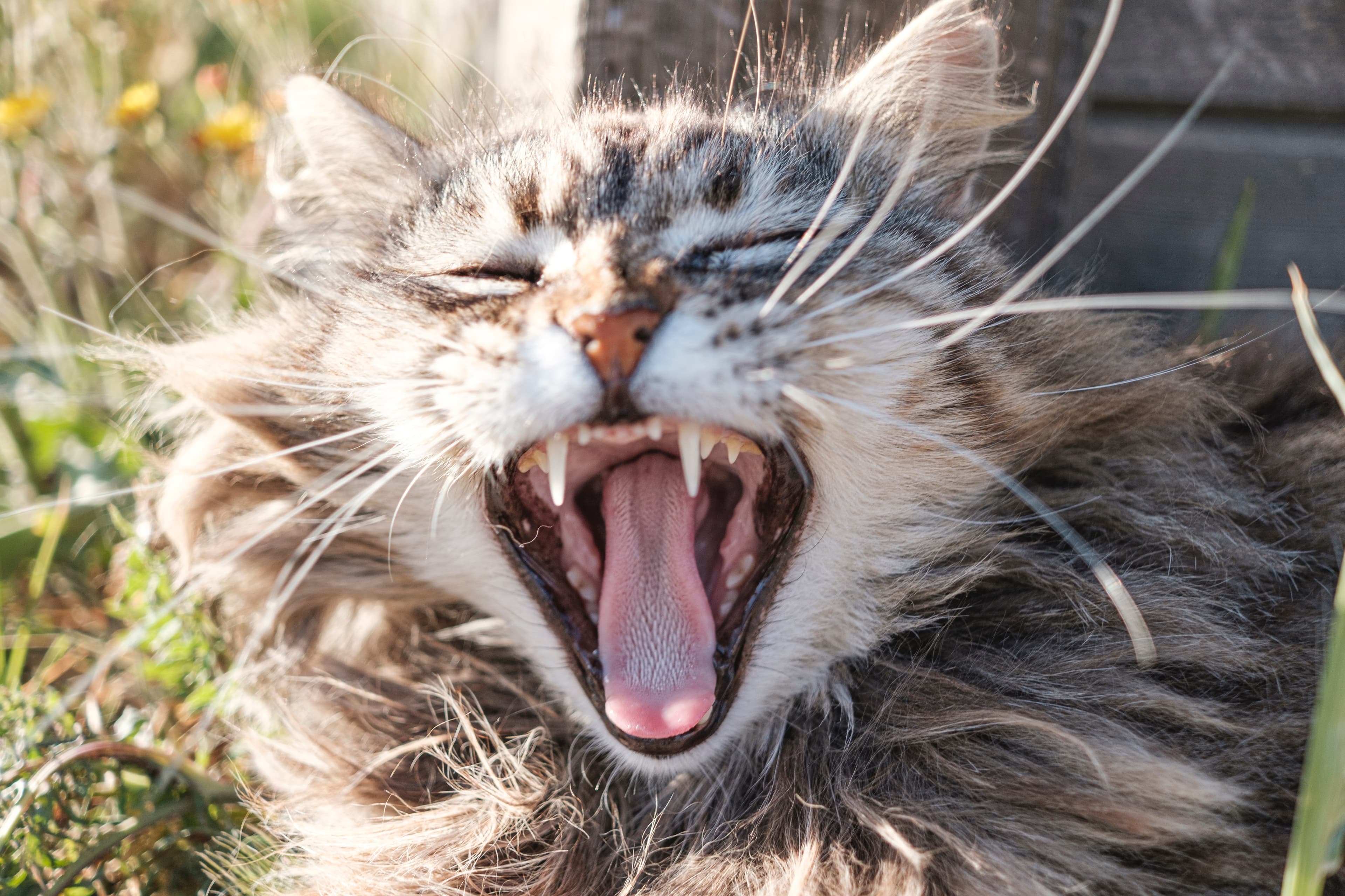 Katt gapar