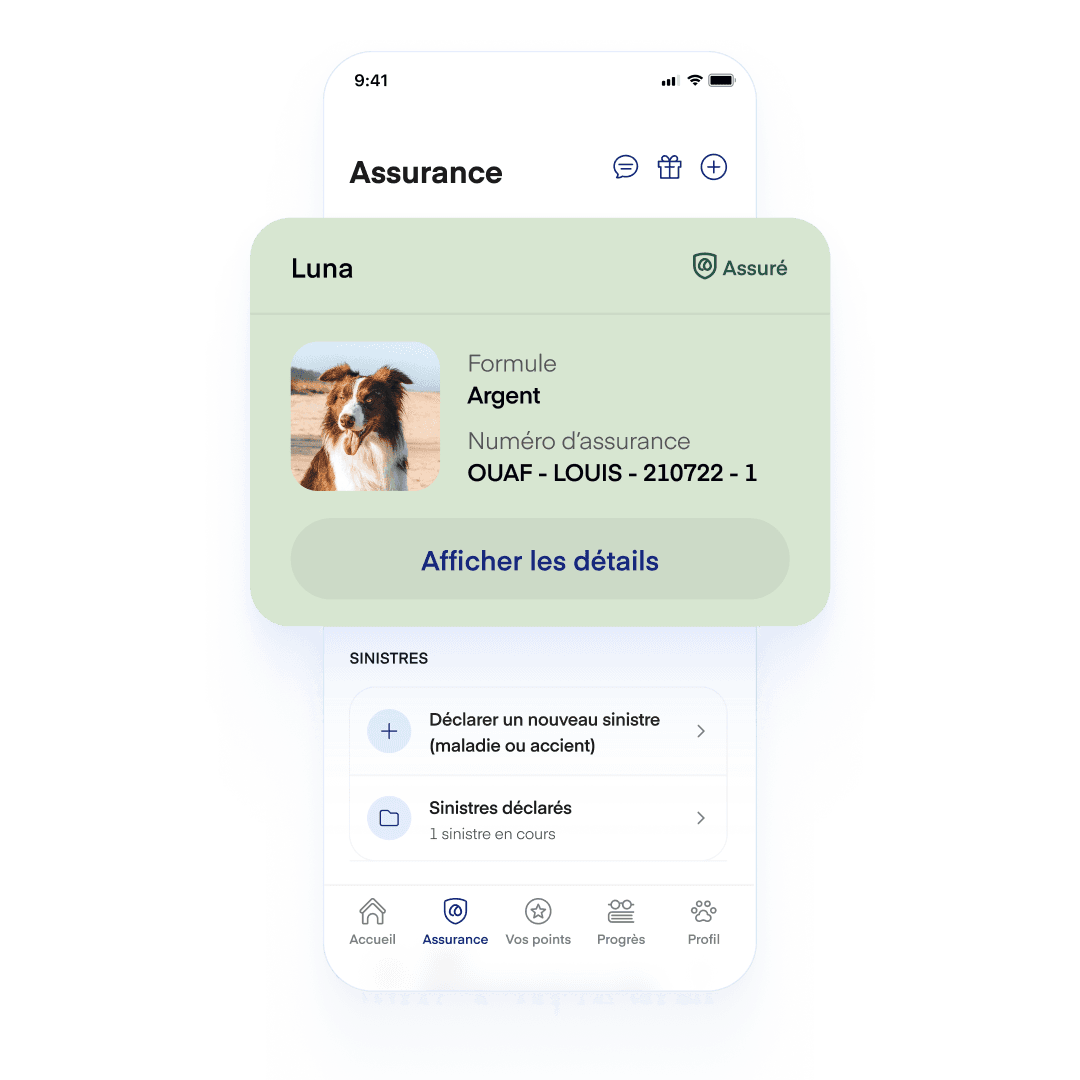 FR InsuranceScreen Dog