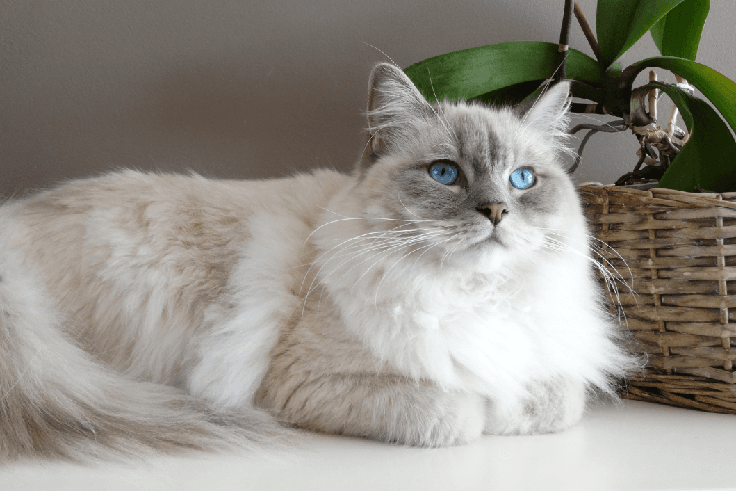 Ragdoll - Everything you need to know about the cat breed Ragdoll
