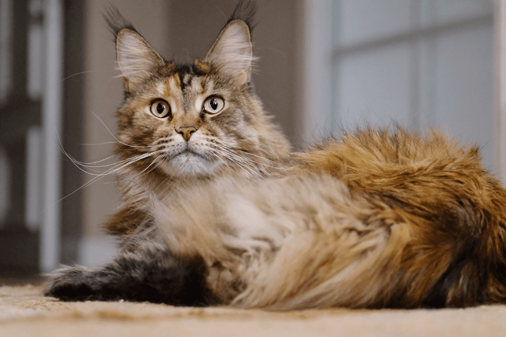 Le maine coon : tout ce que vous devriez savoir sur la race de chat ...