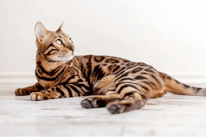 Les chats-léopard : Tout ce que vous devriez savoir à leur sujet